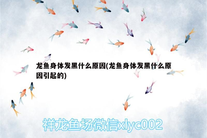 龍魚身體發黑什么原因(龍魚身體發黑什么原因引起的)