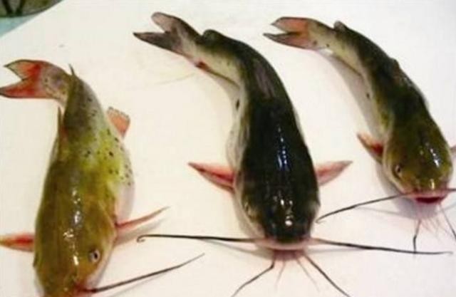 世界上最貴的魚