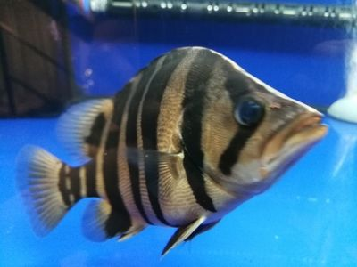 虎魚眼睛發白突出來了還能好嗎：虎魚的眼睛發白突出來了還能好嗎