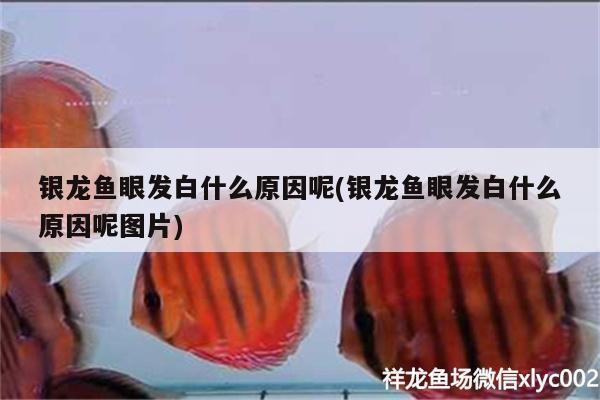 銀龍魚眼發白什么原因呢(銀龍魚眼發白什么原因呢圖片)
