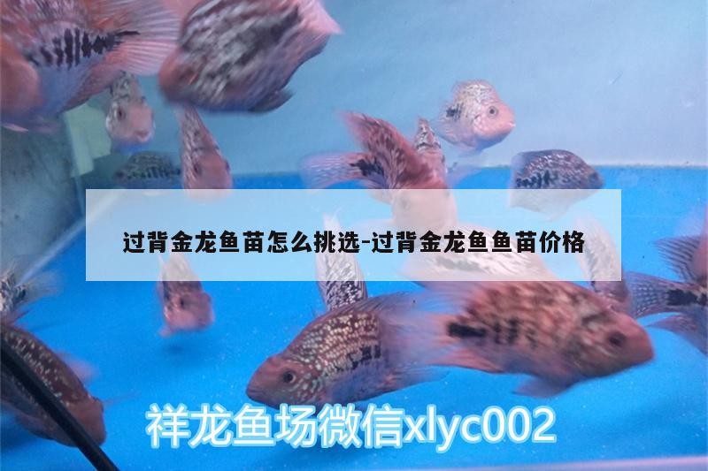 過背金龍魚苗怎么挑選:過背金龍魚魚苗價格