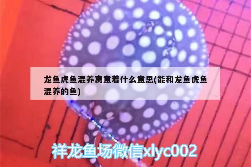 龍魚虎魚混養(yǎng)寓意著什么意思(能和龍魚虎魚混養(yǎng)的魚)