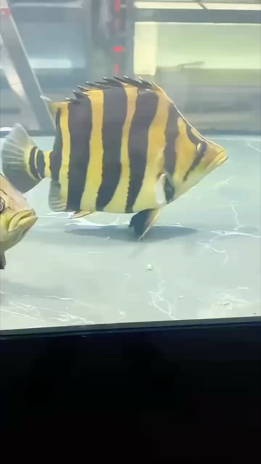 一條就夠，天花板的四紋