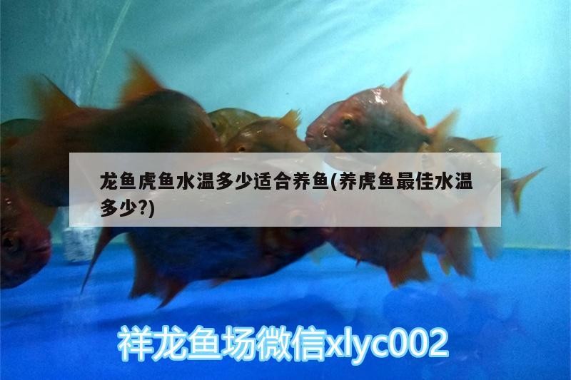 龍魚虎魚水溫多少適合養(yǎng)魚(養(yǎng)虎魚最佳水溫多少?)