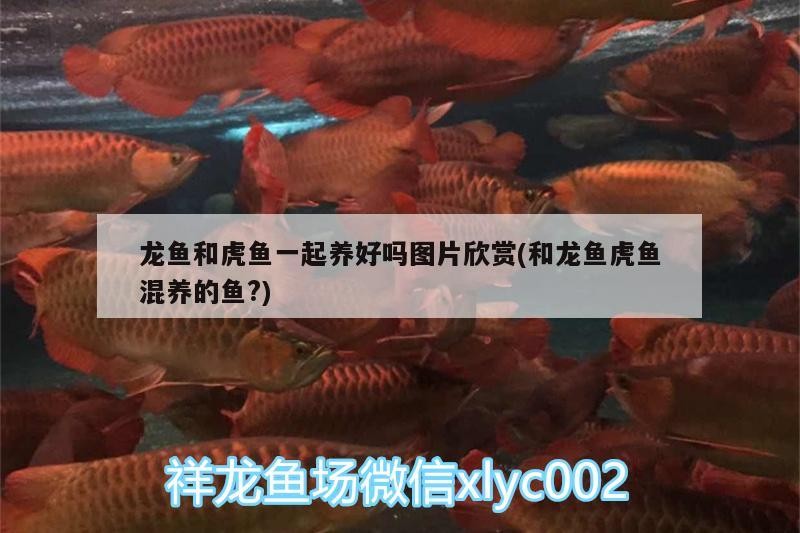 龍魚和虎魚一起養好嗎圖片欣賞(和龍魚虎魚混養的魚?)