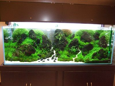 大型造景魚缸方案設(shè)計(jì)效果圖：大型造景魚缸方案設(shè)計(jì)效果圖制作方法介紹