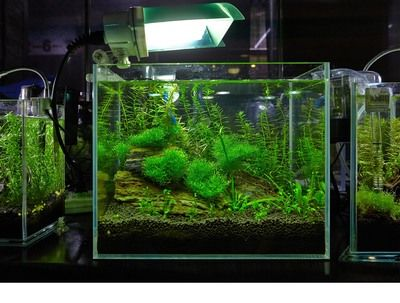 大型造景魚缸方案設(shè)計(jì)效果圖：大型造景魚缸方案設(shè)計(jì)效果圖制作方法介紹