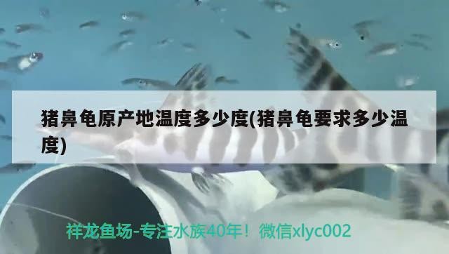 豬鼻龜原產地溫度多少度(豬鼻龜要求多少溫度)