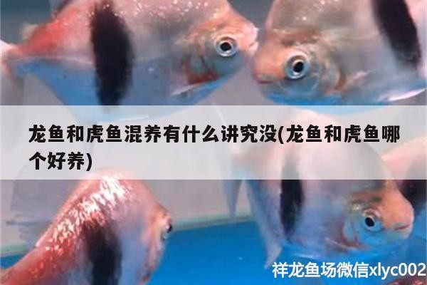 龍魚(yú)和虎魚(yú)混養(yǎng)有什么講究沒(méi)(龍魚(yú)和虎魚(yú)哪個(gè)好養(yǎng))