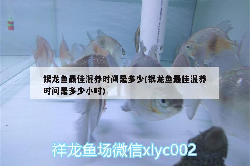 銀龍魚最佳混養時間是多少(銀龍魚最佳混養時間是多少小時) 銀龍魚最佳混養時間是多少(銀龍魚最佳混養時間是多少小時) 銀龍魚百科