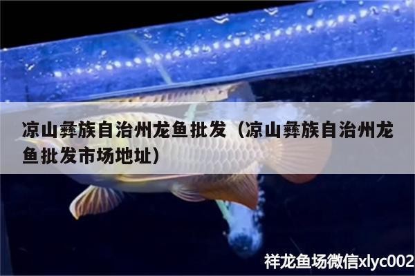 涼山彝族自治州紅龍魚價(jià)格2688貴嗎？