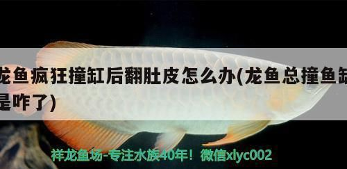 龍魚撞缸后翻肚vs祥龍魚場：如何預防龍魚撞缸后的健康檢查