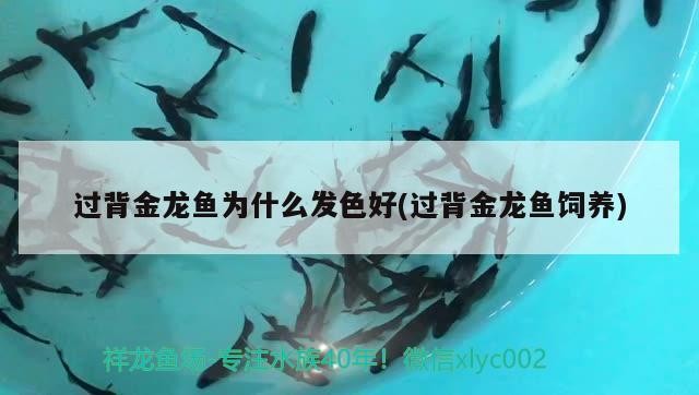 過背金龍魚為什么發色好(過背金龍魚飼養)