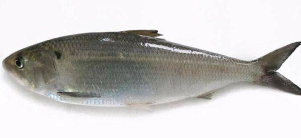 10大名貴淡水魚價格表