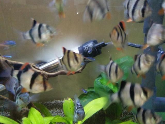 虎皮魚(yú)飼養(yǎng)技巧：虎皮魚(yú)的飼養(yǎng)技巧