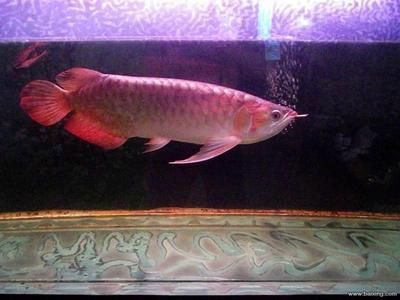 紅龍魚養(yǎng)一條好,還是養(yǎng)一對(duì)好：紅龍魚單養(yǎng)和混養(yǎng)的優(yōu)缺點(diǎn)