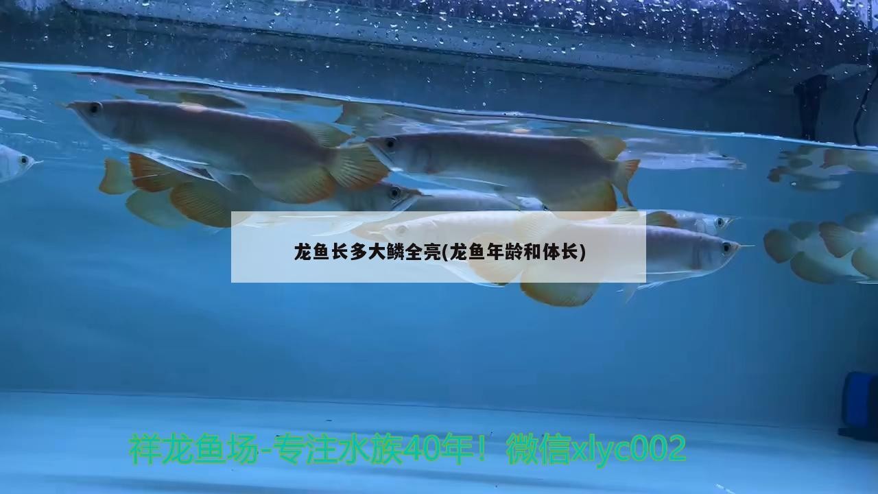 龍魚長多大鱗全亮(龍魚年齡和體長) 龍魚長多大鱗全亮(龍魚年齡和體長) 魟魚百科