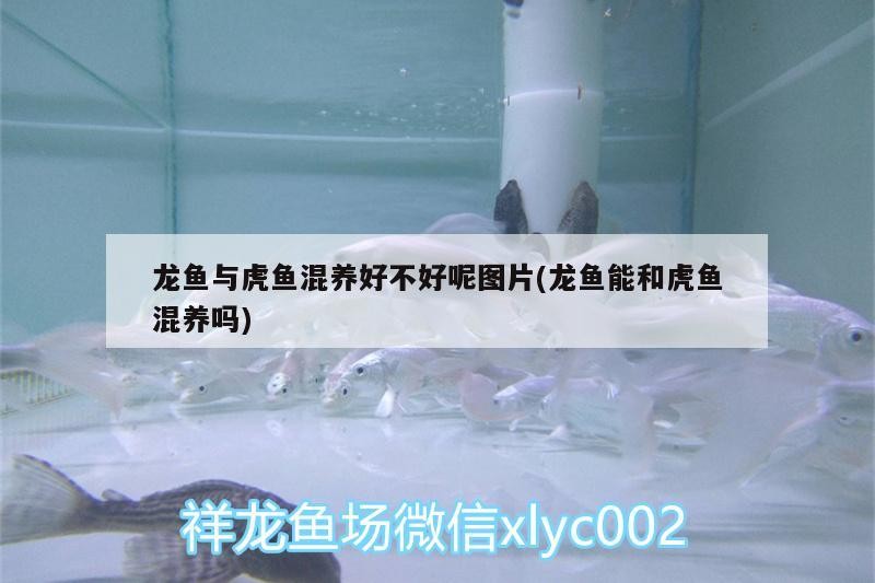 龍魚與虎魚混養好不好呢圖片(龍魚能和虎魚混養嗎) 龍魚與虎魚混養好不好呢圖片(龍魚能和虎魚混養嗎) 虎魚百科