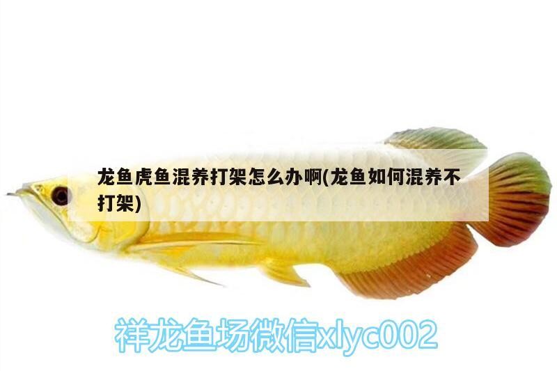 龍魚虎魚混養(yǎng)打架怎么辦啊(龍魚如何混養(yǎng)不打架)