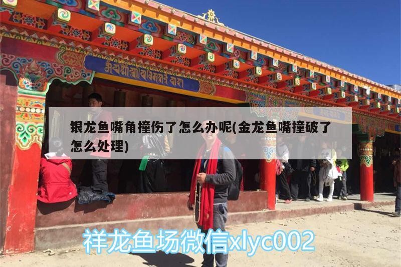 銀龍魚嘴角撞傷了怎么辦呢(金龍魚嘴撞破了怎么處理)