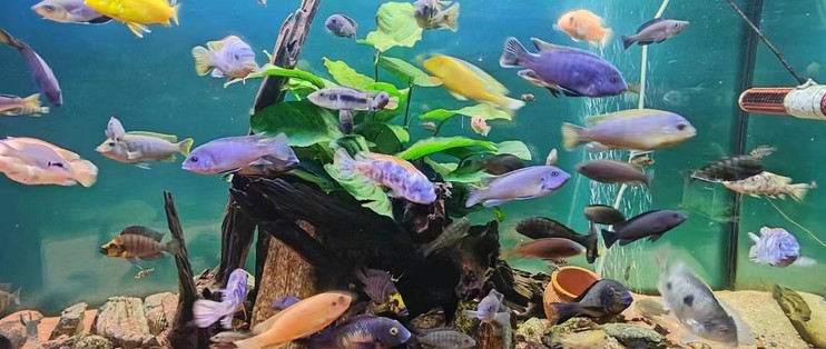 博特魚(yú)缸官網(wǎng)入口