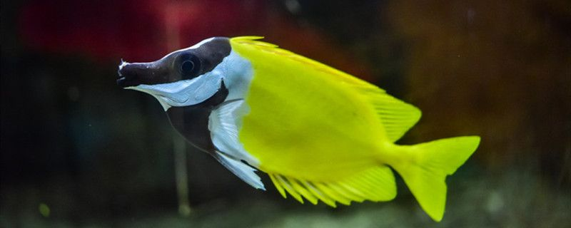如何判斷龍魚是否腸道不適？（如何判斷龍魚是否腸道不適）