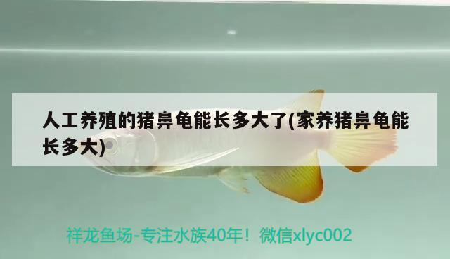 人工養殖的豬鼻龜能長多大了(家養豬鼻龜能長多大)