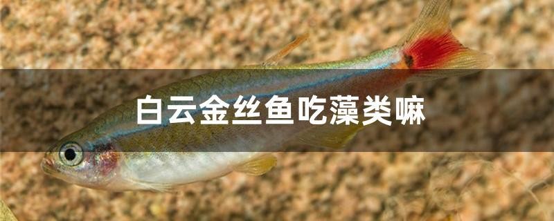 白云金絲魚吃藻類嘛
