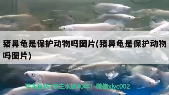 豬鼻龜是保護(hù)動(dòng)物嗎圖片(豬鼻龜是保護(hù)動(dòng)物嗎圖片)