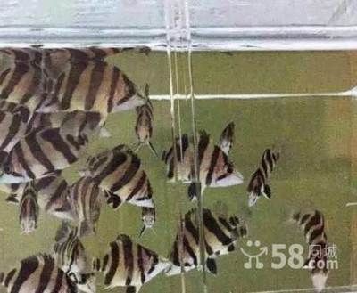 虎魚尺寸相差太大是不是要隔開：虎魚尺寸相差太大是不是要隔離