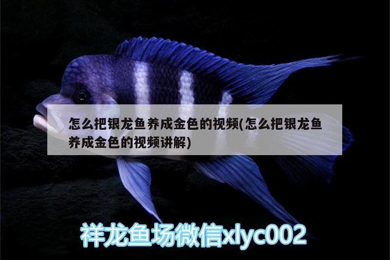 怎么把銀龍魚養成金色的視頻(怎么把銀龍魚養成金色的視頻講解)