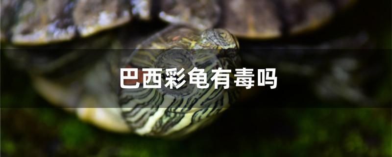 巴西彩龜有毒嗎