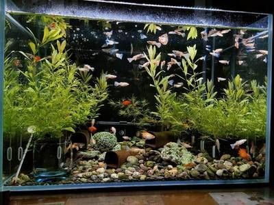 財(cái)旺魚(yú)缸是哪生產(chǎn)的：深圳市藍(lán)魚(yú)專(zhuān)業(yè)研發(fā)生產(chǎn)魚(yú)缸靜音水泵和魚(yú)缸變頻水泵