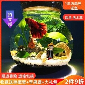 斗魚缸如何造景好看：南美缸與斗魚缸的區別