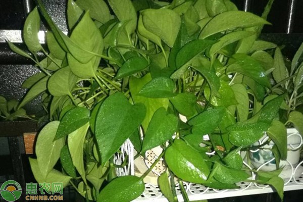 魚缸底砂布景造型圖片大全（魚缸底砂布景造型圖片大全集）