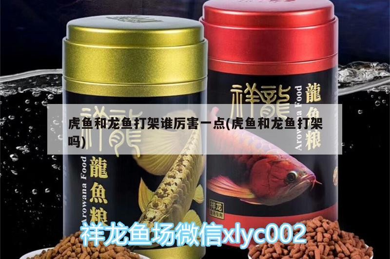 虎魚和龍魚打架誰厲害一點(diǎn)(虎魚和龍魚打架嗎)