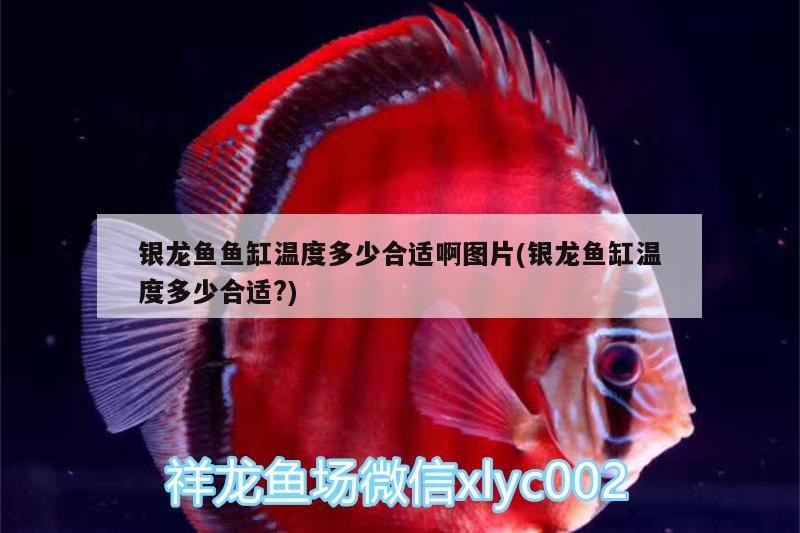 銀龍魚魚缸溫度多少合適啊圖片(銀龍魚缸溫度多少合適?)