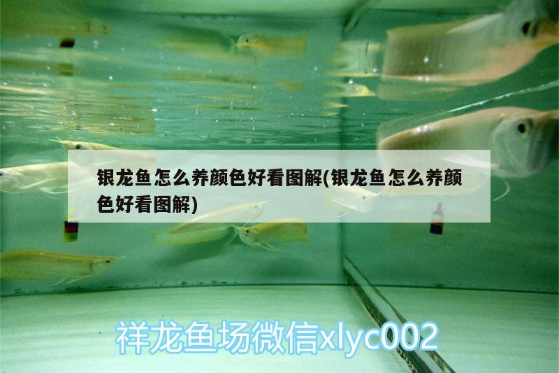銀龍魚怎么養(yǎng)顏色好看圖解(銀龍魚怎么養(yǎng)顏色好看圖解)