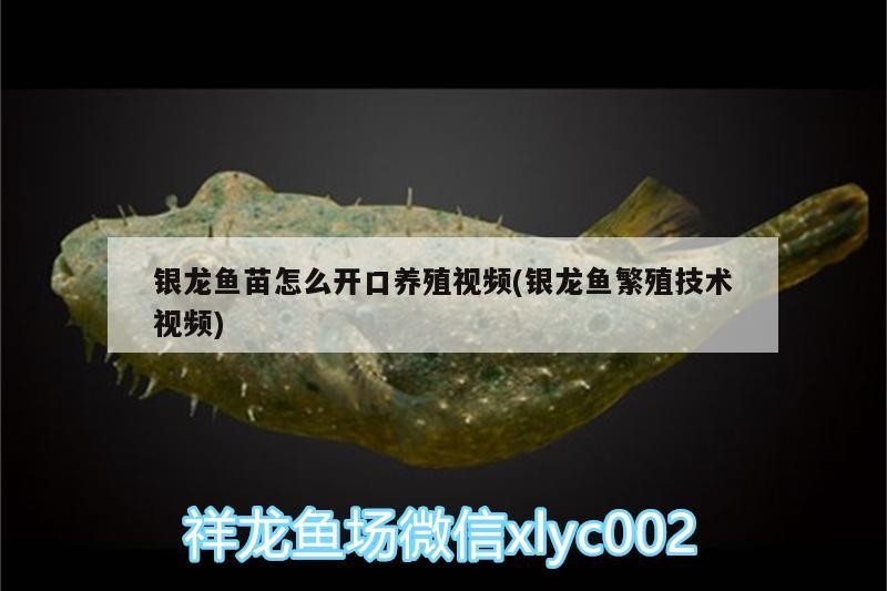 銀龍魚苗怎么開口養殖視頻(銀龍魚繁殖技術視頻)