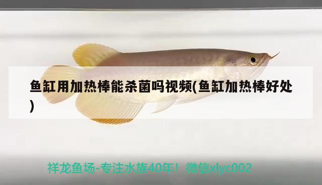 魚缸用加熱棒能殺菌嗎視頻(魚缸加熱棒好處)