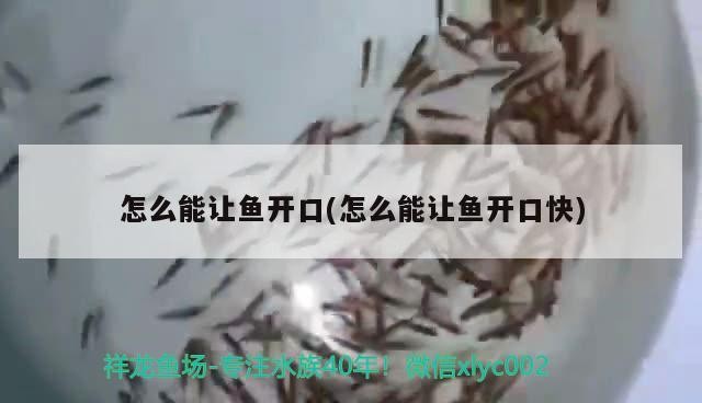怎么能讓魚開口(怎么能讓魚開口快)