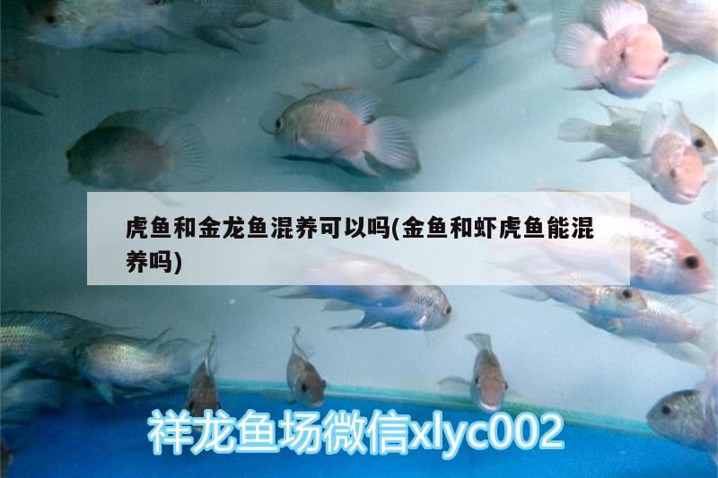 虎魚和金龍魚混養可以嗎(金魚和蝦虎魚能混養嗎) 虎魚和金龍魚混養可以嗎(金魚和蝦虎魚能混養嗎) 虎魚百科 第1張