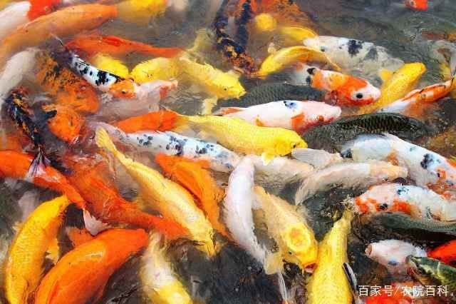 紅龍魚(yú)漁場(chǎng)：全球著名的紅龍魚(yú)漁場(chǎng)