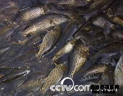 虎斑魚觀賞魚品種及其特點：虎斑魚觀賞魚市場的特點：虎斑魚是一種最受歡迎的觀賞魚