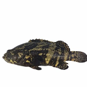 虎斑魚觀賞魚品種及其特點：虎斑魚觀賞魚市場的特點：虎斑魚是一種最受歡迎的觀賞魚