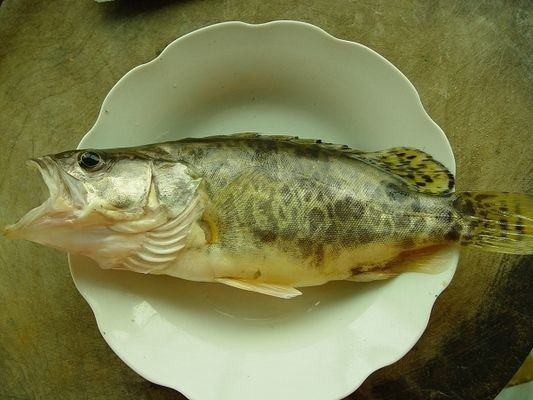 虎斑魚觀賞魚品種及其特點：虎斑魚觀賞魚市場的特點：虎斑魚是一種最受歡迎的觀賞魚