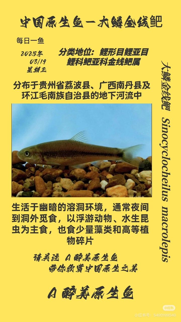 大鱗金線(xiàn)鲃