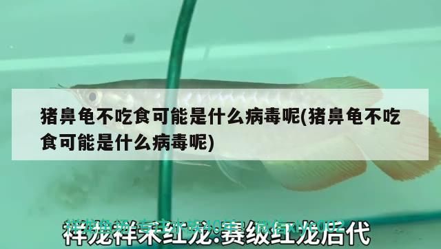 豬鼻龜不吃食可能是什么病毒呢(豬鼻龜不吃食可能是什么病毒呢)