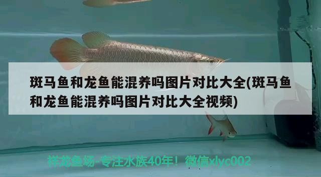 斑馬魚和龍魚能混養嗎圖片對比大全(斑馬魚和龍魚能混養嗎圖片對比大全視頻)