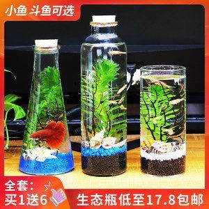 客廳放小魚缸（客廳放小魚缸有講究嗎）